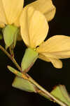 Narrowleaf primrose-willow